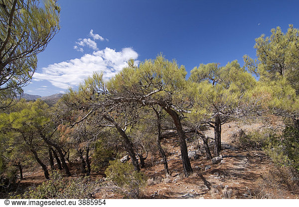 Pinienwald (Pinus pinea)  Insel Karpathos  Ägäische Inseln  Ägäis  Dodekanes  Griechenland  Europa