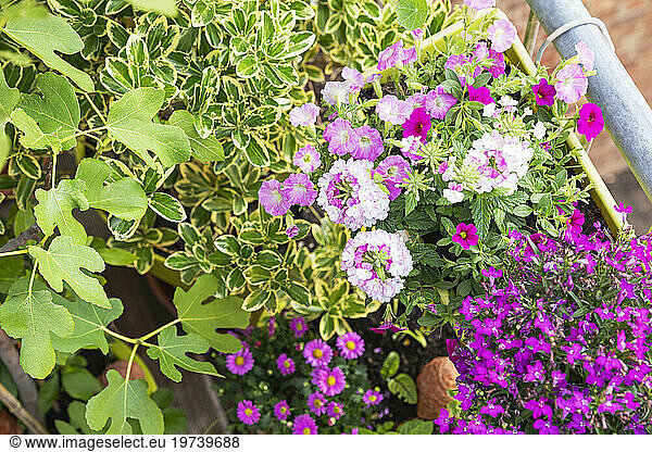 Pink and green plants cultivated in balcony garden
