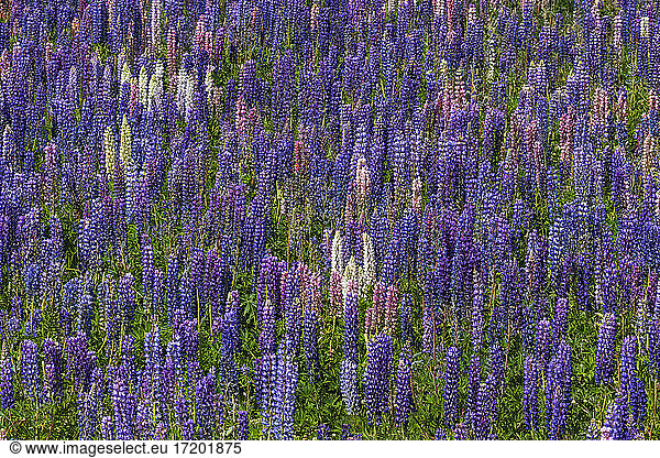 Pink and purple lupines (Lupinus polyphyllus) blooming in springtime meadow