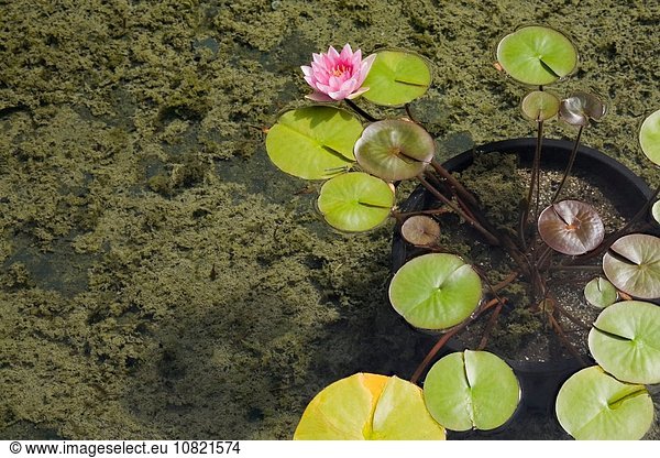 Pink and yellow water lily flower (Nymphaea) growing in black plastic container submerged on the bottom of a man-made pond covered with green algae (Chlorophyta) in summer