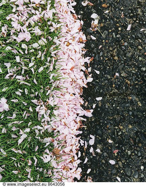 Pink fallen cherry blossom petals blown across the pedestrian sidewalk  collecting on the grass in Seattle in spring.