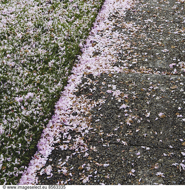 Pink fallen cherry blossom petals blown across the pedestrian sidewalk in Seattle in spring.