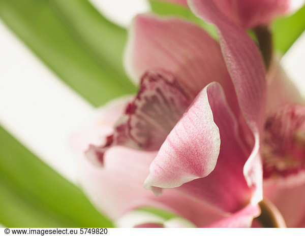 Pink flower  close up