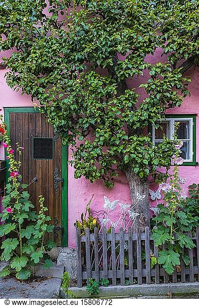 Pink house with espalier tree in the old town  Hallstatt  Salzkammergut  cultural landscape Hallstatt-Dachstein Salzkammergut  Upper Austria  Austria  Europe