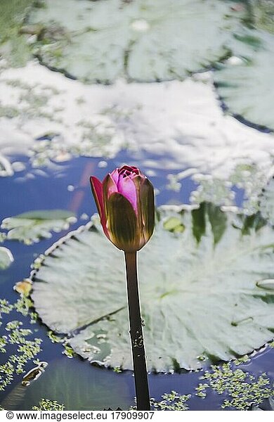 Pink lotus blooming on pond. Vertical photography