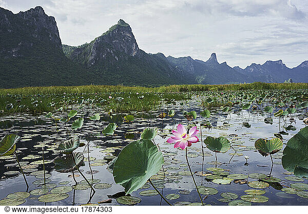 Pink lotus flower floating in lake