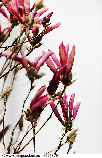 Pink magnolia flowers on white background. Selective focus.