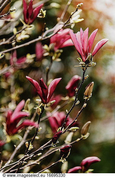 Pink magnolia flowers. Selective focus  blurred background.