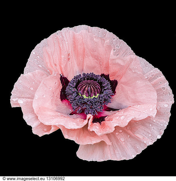 Pink oriental poppy flower head with black background