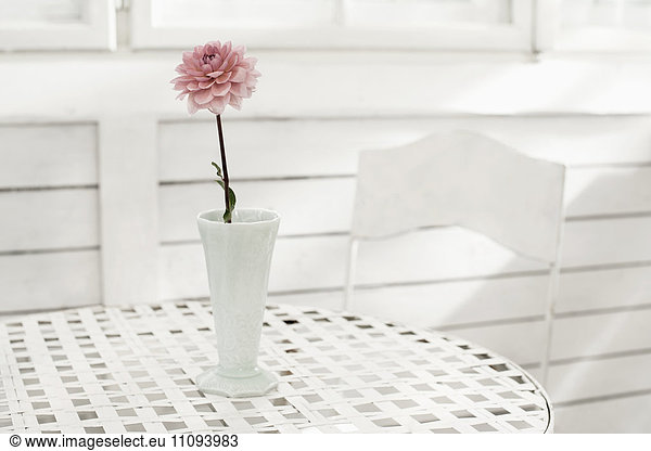 Pink peony flower in vase on table at glass house  Bavaria  Germany