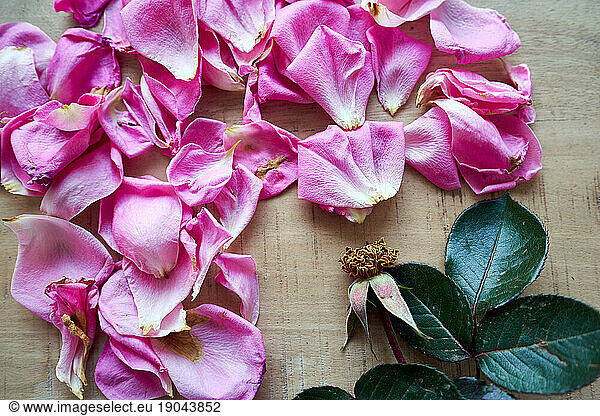 Pink rose without petals on a wooden table