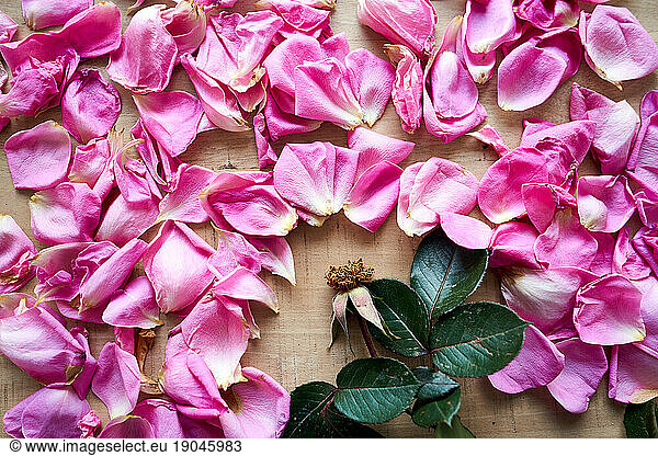 Pink rose without petals on a wooden table