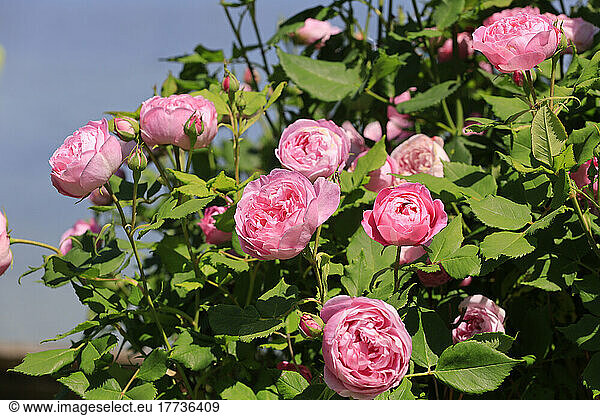 Pink roses blooming in spring
