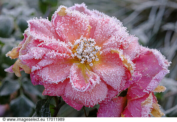 Pink roses covered in winter frost
