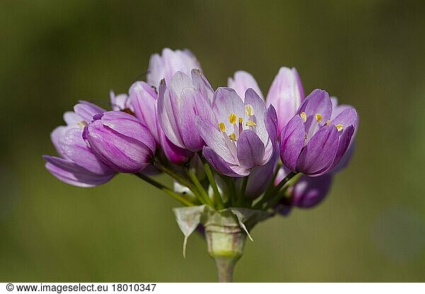 Pink rosy garlic (Allium roseum) close-up of flowers  Montagne de la Clape  Aude  Languedoc-Roussillon  France  Europe
