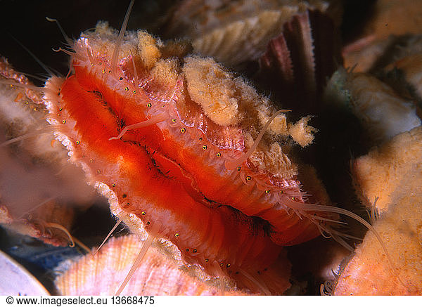 Pink Scallop (Chlamys rubida) showing eyes Pacific NW coast USA. This species of scallop often has a sponge on its shell for camouflage or defense against predators.