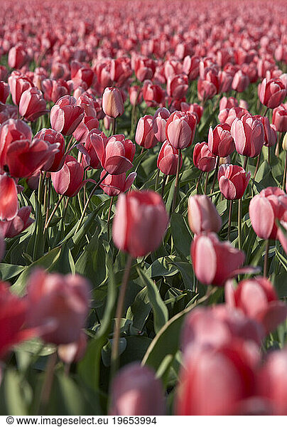 Pink tulips in Europe.
