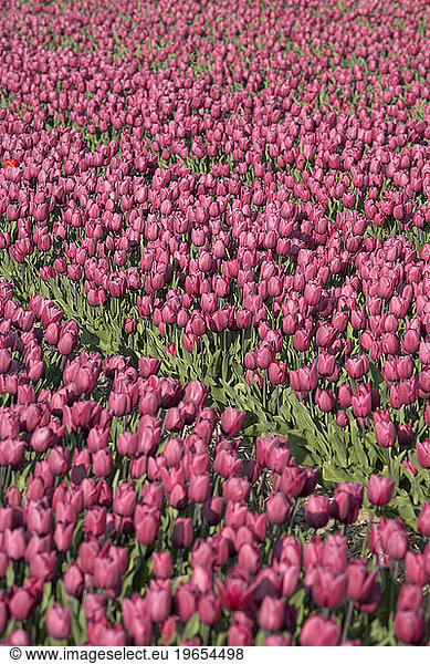 Pink tulips in Europe.
