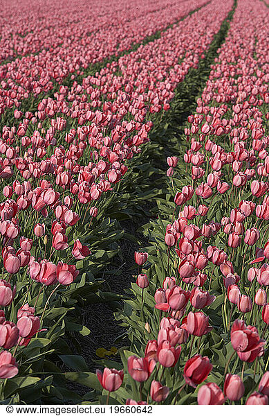 Pink tulips in Europe.