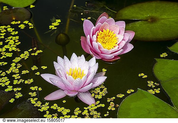 Lily Un Total De Photos Seite 6 A Imageselect Banque De Photos Et Images De Microstock