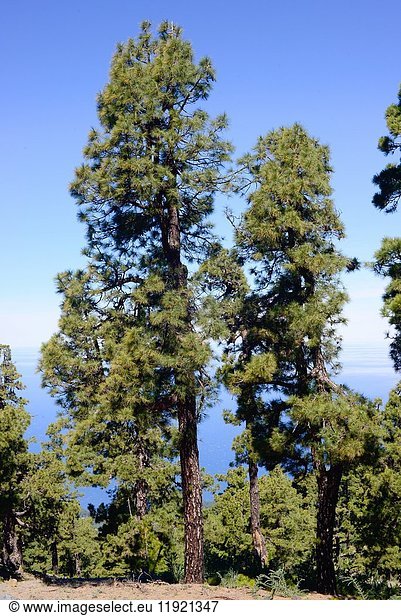 Pino canario or Canary Island pine (Pinus canariensis) is a tree endemic of Gran Canaria  Tenerife  La Gomera  La Palma and El Hierro Islands (Canary Islands)  Spain. This photo was taken in La Palma Island  Canary Islands  Spain.