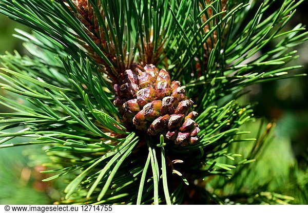 Pino negro (Pinus uncinata or Pinus mugo uncinata) is a coniferous tree native to Pyrenees  Sierra de Gudar  Sierra Cebollera and Alps. Cones and leaves detail. This photo was taken in Montgarri  Lleida province  Catalonia  Spain.