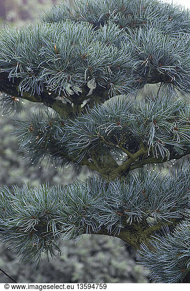 Pinus parviflora  Bonsai - Japanese white pine