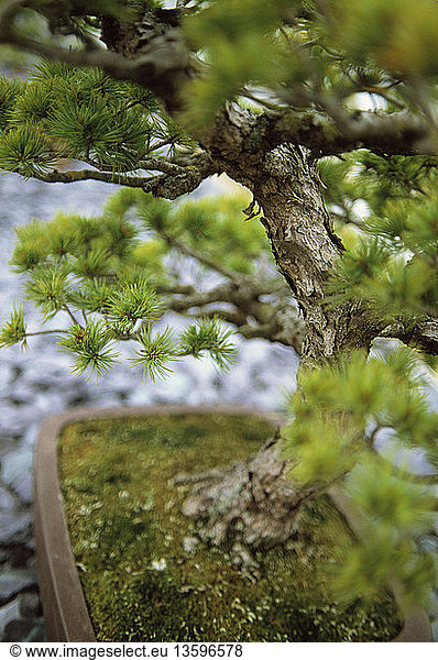 Pinus parviflora  Japanese White Pine