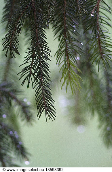 Pinus  Picea  Pine  Fir  Spruce - variety not identified