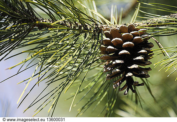 Pinus sylvestris  Pine  Scots pine