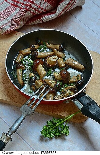 Pioppino  southern chanterelle  edible mushrooms with parsley in frying pan