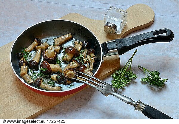 Pioppino  southern chanterelle  edible mushrooms with parsley in frying pan
