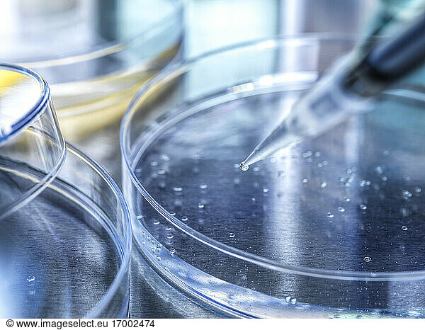 Pipette over petri dish containing stem cells being developed during experiment in laboratory