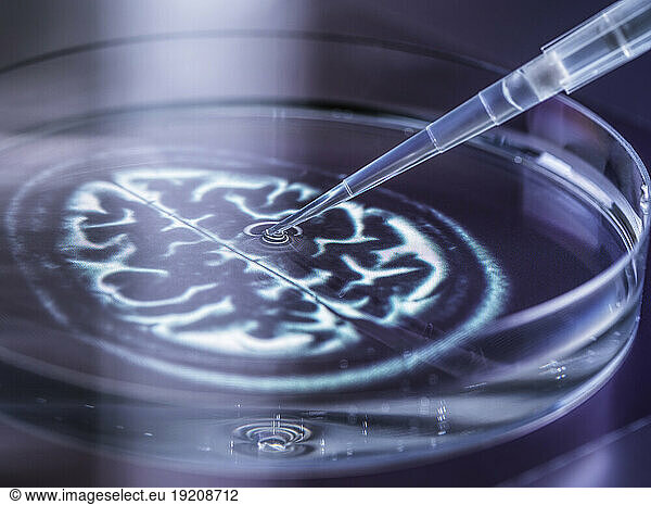 Pipetting DNA sample from petri dish