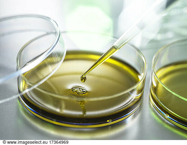 Pipetting of CBD oil in Petri dish