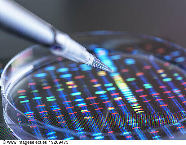 Pipetting of DNA sample in Petri dish