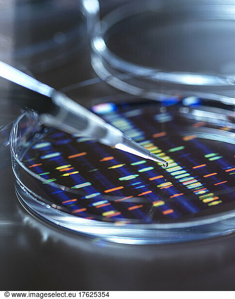 Pipetting sample into tray for DNA testing with result in background