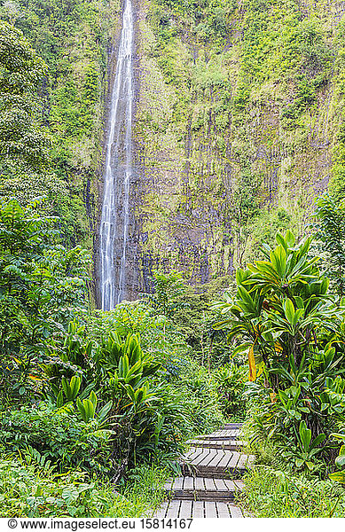 Pipiwai trail  Waimoku falls  Haleakala National Park  Maui Island  Hawaii  United States of America  North America