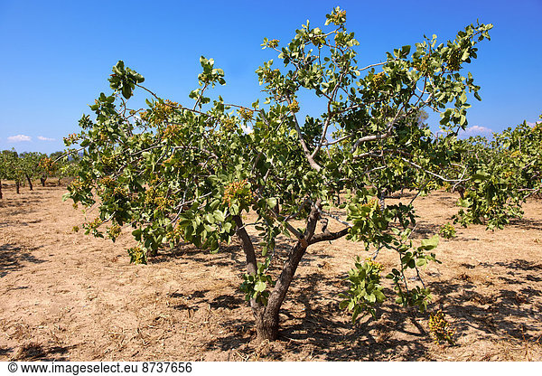 Pistazienbäume (Pistacia vera)  Ägina  Saronische Inseln  Griechenland