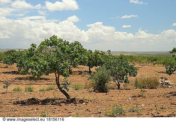 Pistazienbäume (Pistacia vera) in Plantage  Antep-Pistazien  Provinz Gaziantep  Türkei  Asien