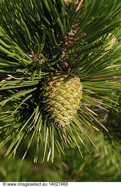 Pitch Pine Cone