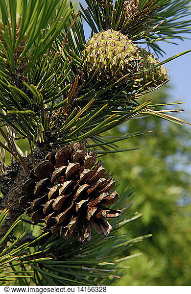 Pitch Pine Cones