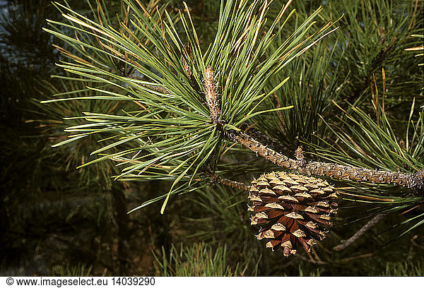 Pitch Pine Female Cone