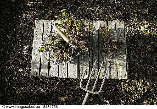 Pitchfork and freshly dug dahlia tubers lying on crate