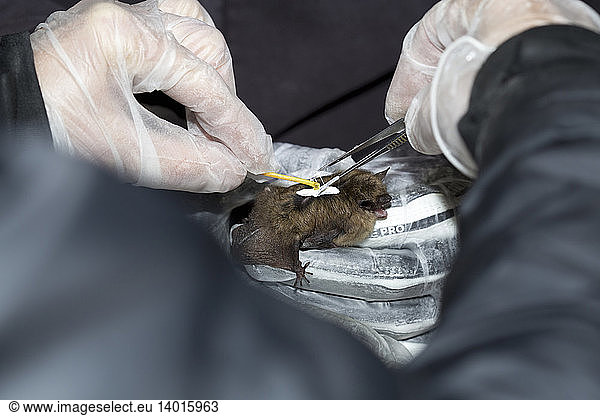 Placing Radio Tag on Little Brown Bat