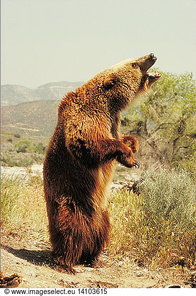 Plains grizzly