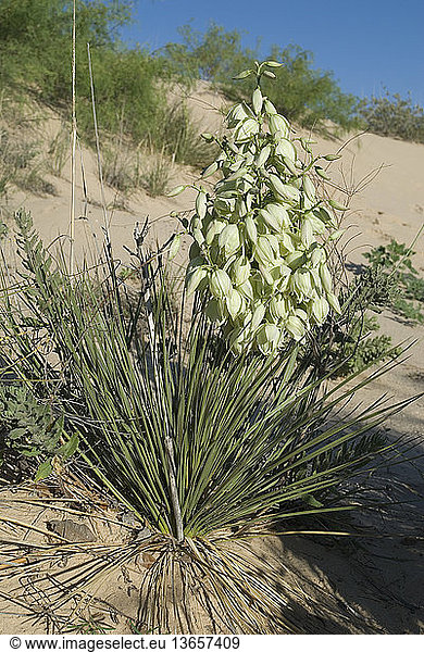 Plains yucca,  Yucca campestris. Endemic to West Texas near the southern New Mexico state-border where it grows in deep sand dunes. Usually trunkless but producing a compact,  heavily branched flower stalk composed of numerous greenish-white flowers. Like all yuccas Native Americans obtained fiber and food from this plant. Photo Monahan's Sand Hills,  Ward Co.,  TX
