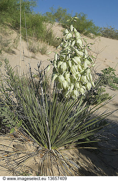 Plains yucca Yucca campestris. Endemic to West Texas near the southern New Mexico state-border where it grows in deep sand dunes. Usually trunkless but producing a compact heavily branched flower stalk composed of numerous greenish-white flowers. Like all yuccas Native Americans obtained fiber and food from this plant. Photo Monahan's Sand Hills Ward Co. TX