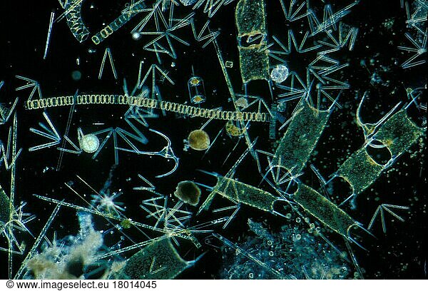 Plankton phytopl'clay X20  various species of diatoms and dinoflagellates  English Channel