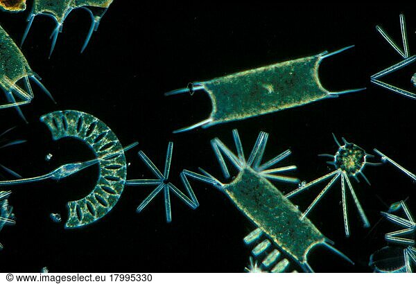 Plankton phytopl'ton Phytoplankton x 30  various diatoms  dino-flagellates  etc. English Channel